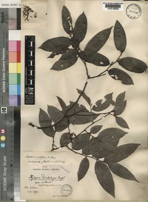 Kew Gardens K000199065:  Dinklage, M. [s.n.] Liberia