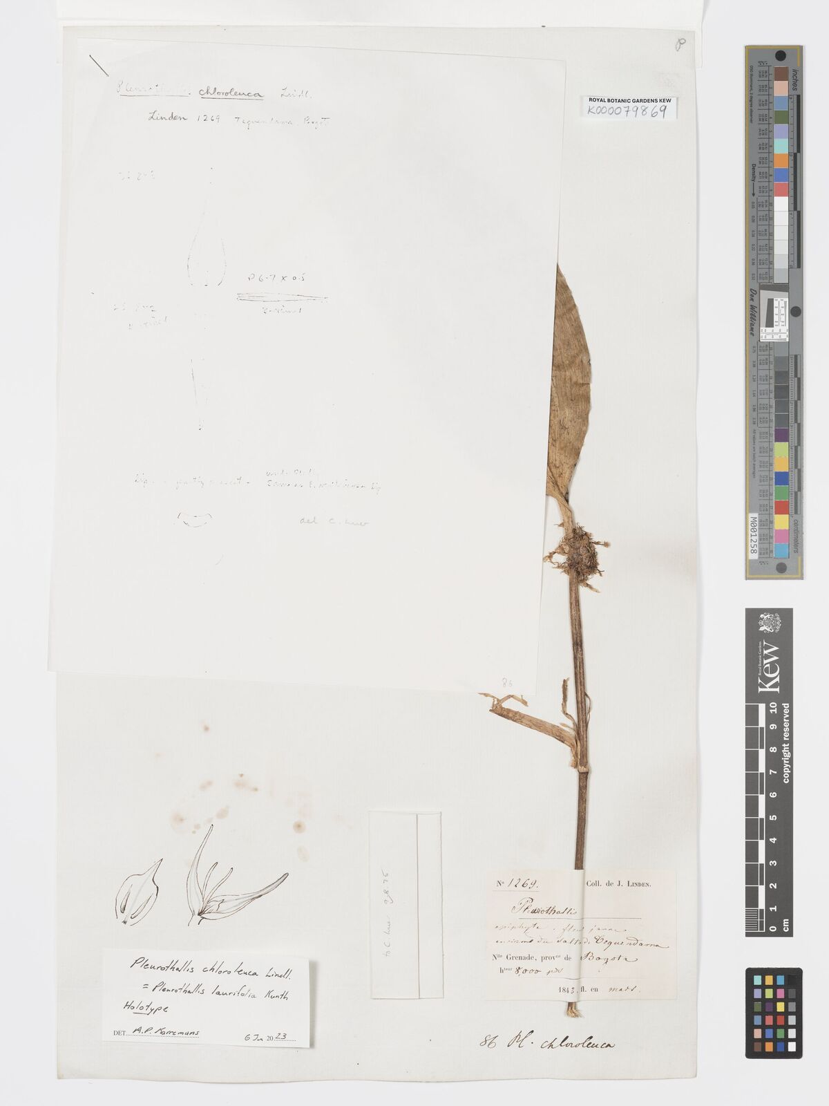 Kew Gardens K000079869:  Linden, J. [1269] Colombia