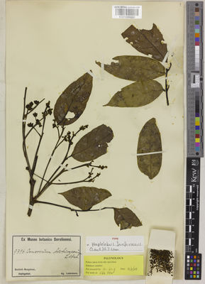 Kew Gardens K001096890:  Ledermann, C.L. [s.n.] Papua New Guinea