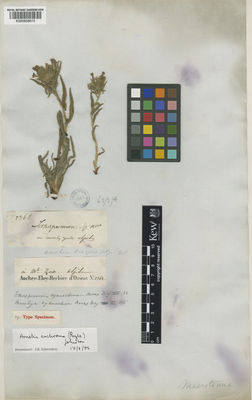 Kew Gardens K000958615:  Aucher Eloy, P.M.R. [2362]