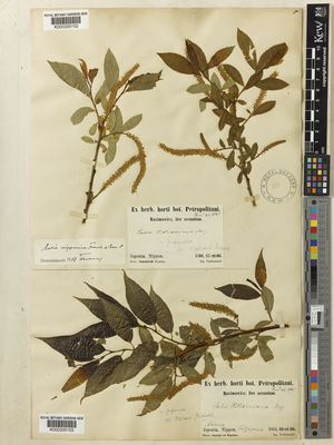 Kew Gardens K000335152:  Tschonoski [s.n.] Japan