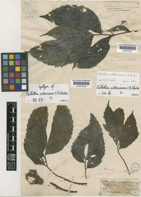 Kew Gardens K000575289:  Hook, f.; Thomson [219] India