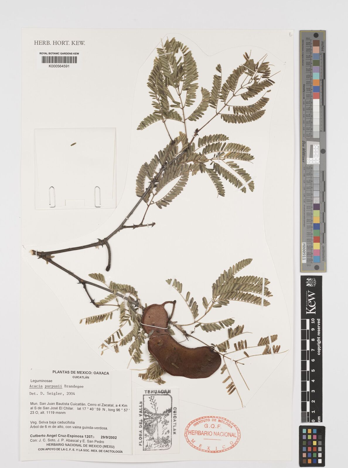 Acacia purpusii
