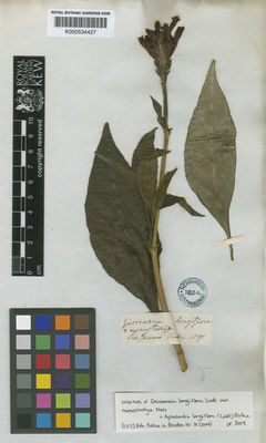 Kew Gardens K000534427:  Tweedie [s.n.] Brazil