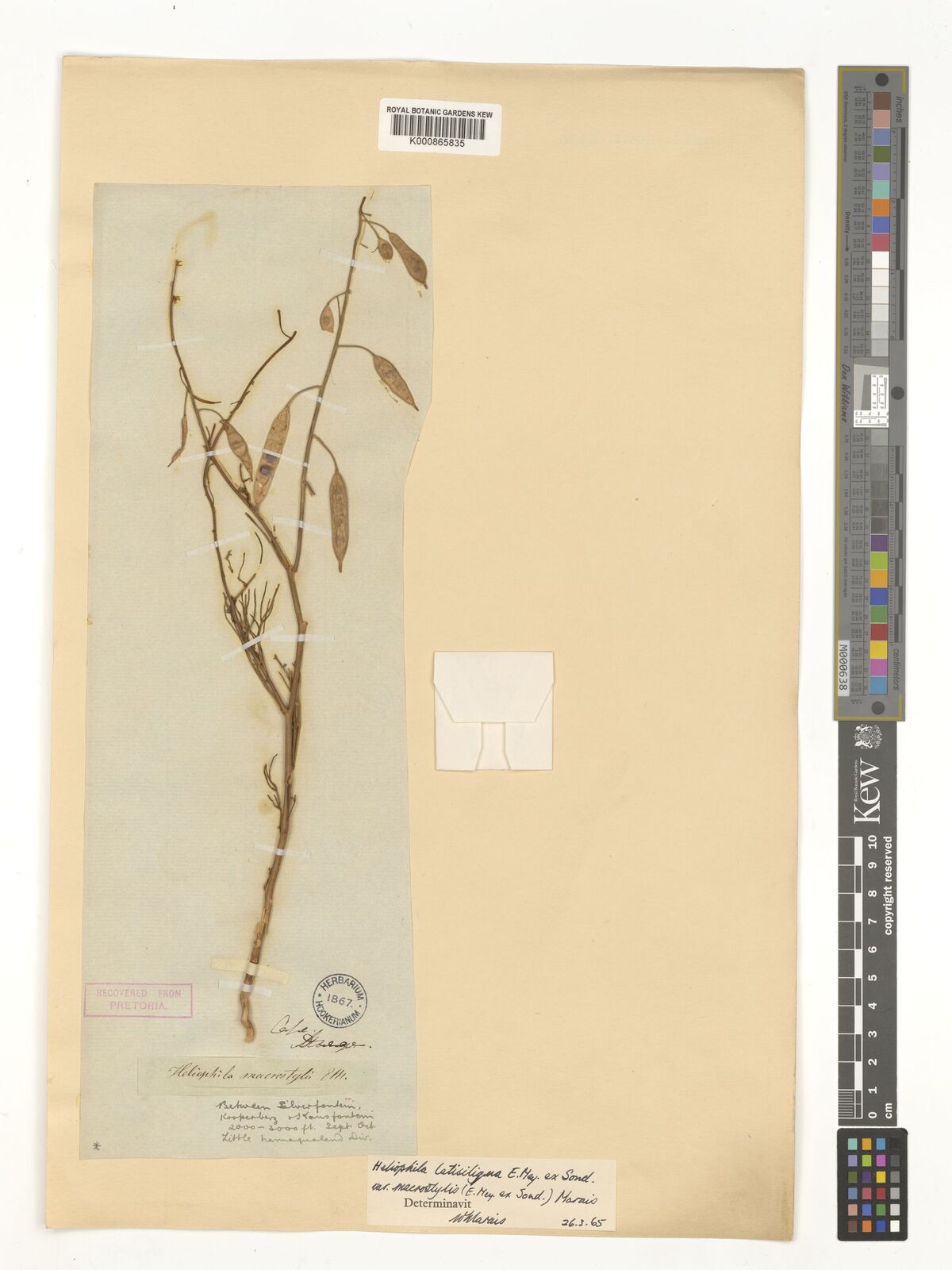 Kew Gardens K000865835:  Drege [s.n.] South Africa