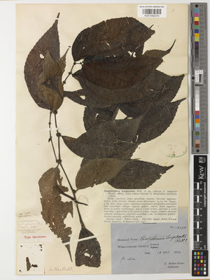 Kew Gardens K001392374:  Boden-Kloss, C. [13098] Indonesia