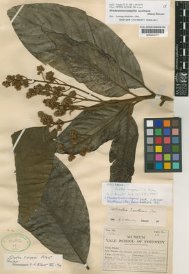 Kew Gardens K000642271:  Cooper, G.P. [498] Panama