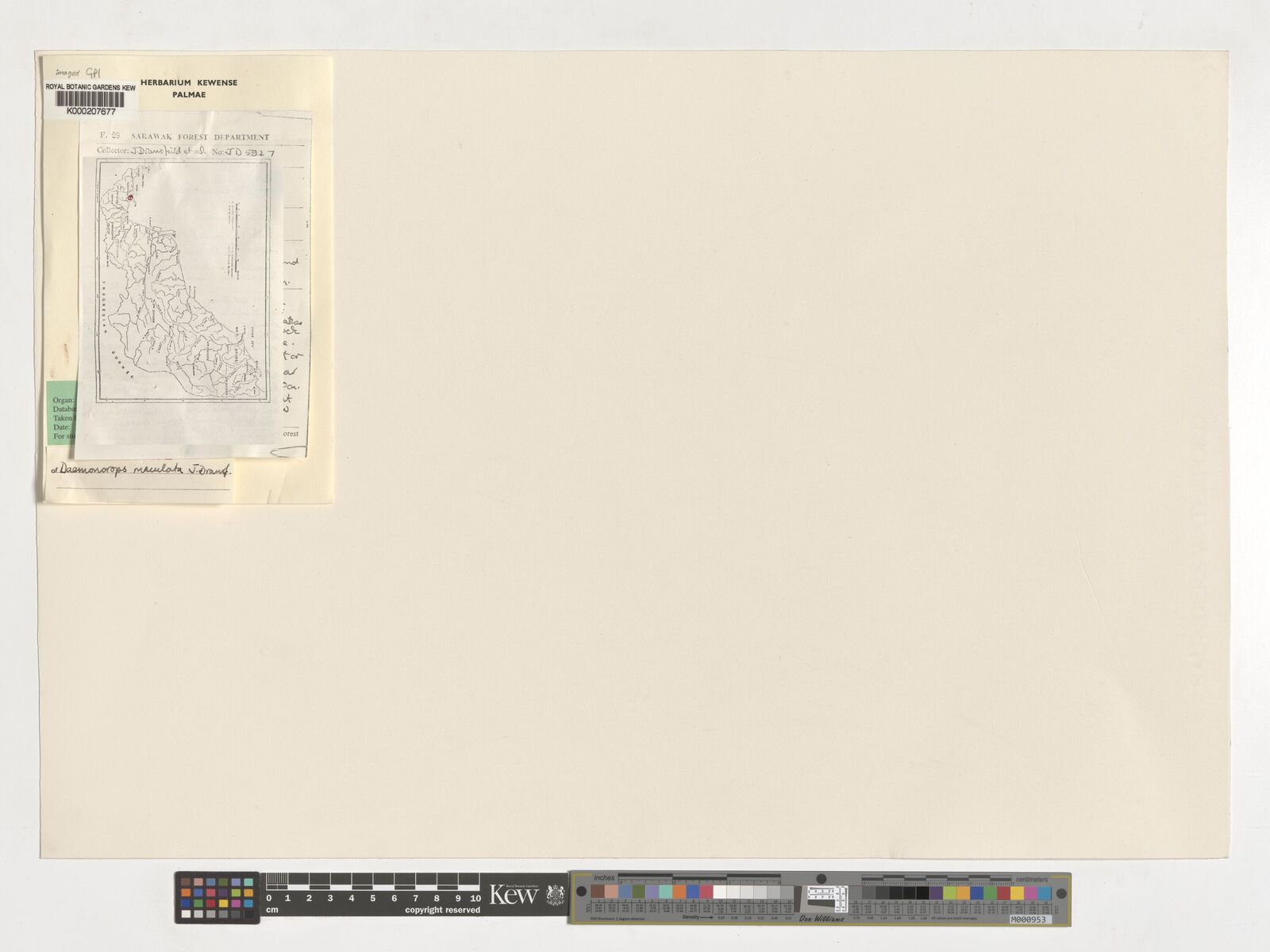 Kew Gardens K000207677:  Dransfield, J.; et al. [JD5927] Malaysia