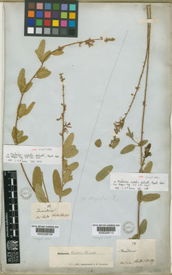 Kew Gardens K000328110:  s.coll. [78] Brazil