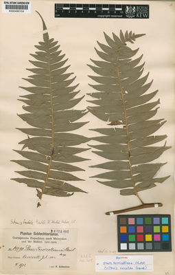 Kew Gardens K000490154:  Schlechter, F.R.R. [14590] Papua New Guinea