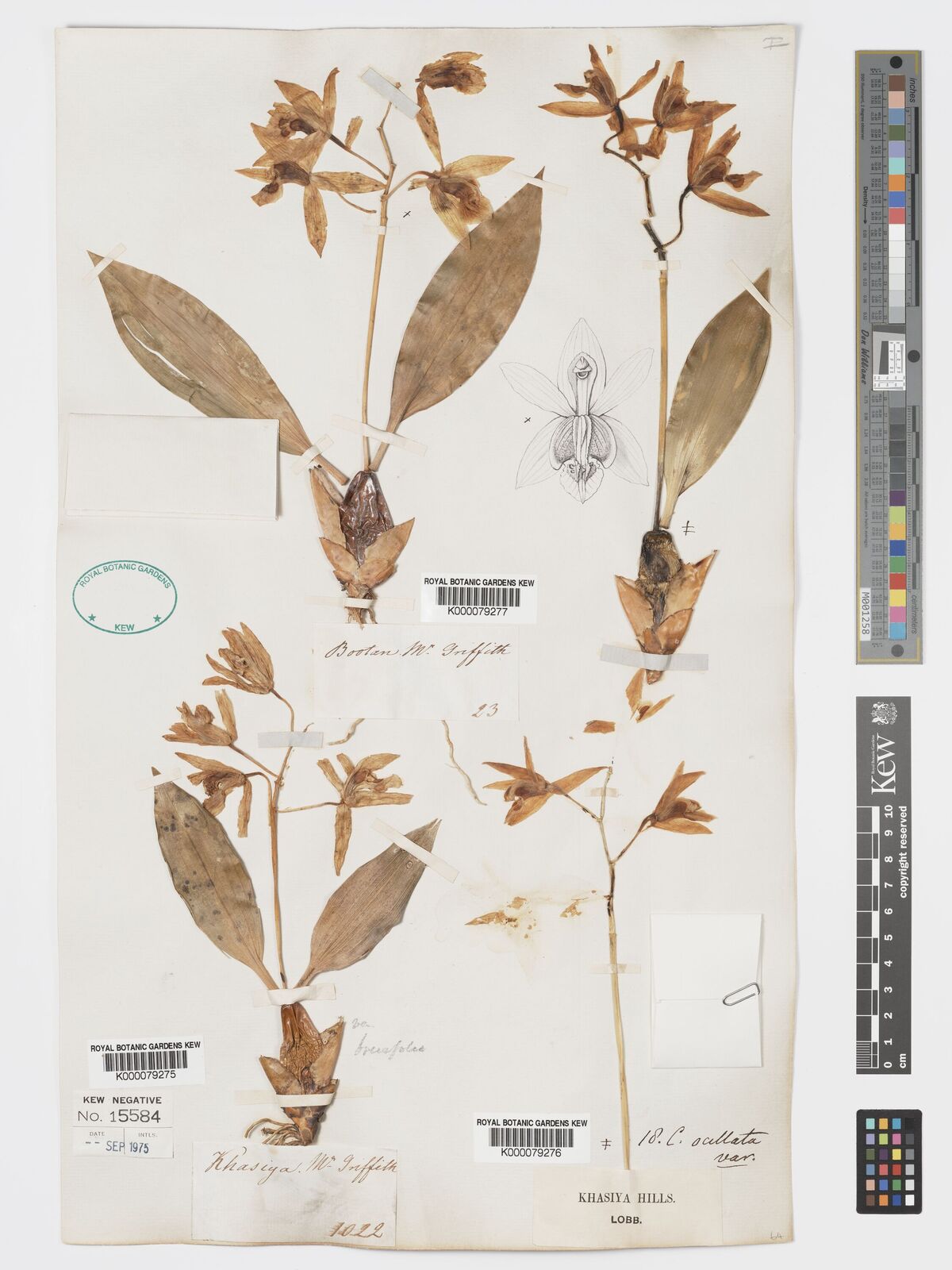 Kew Gardens K000079276:  Lobb [s.n.] India