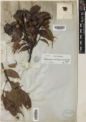 Kew Gardens K000832532:  Cuming, H. [809] Philippines