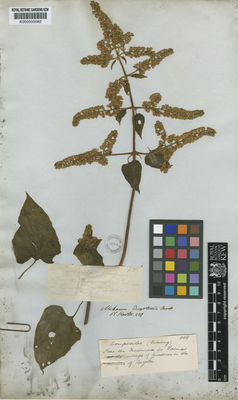 Kew Gardens K000500082:  s.coll. [1109] Colombia