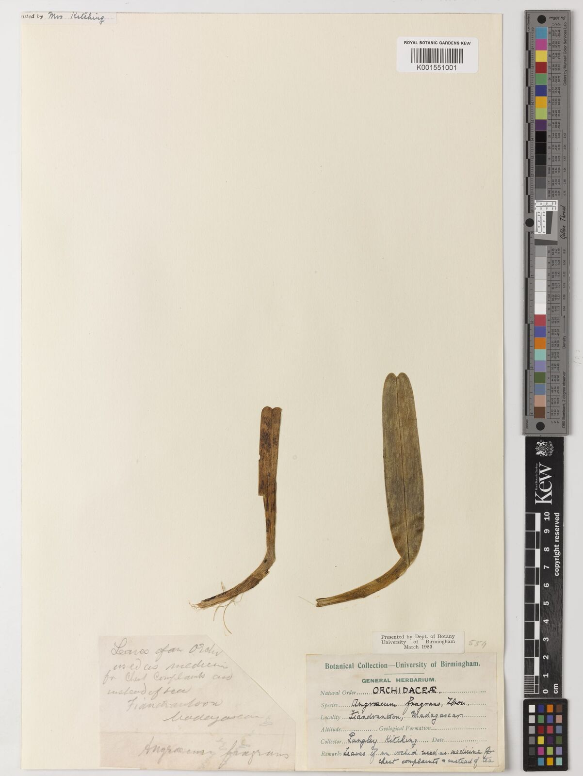 Jumellea fragrans
