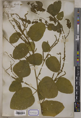 Kew Gardens K001121781:  s.coll. [Cat. no. 5692]