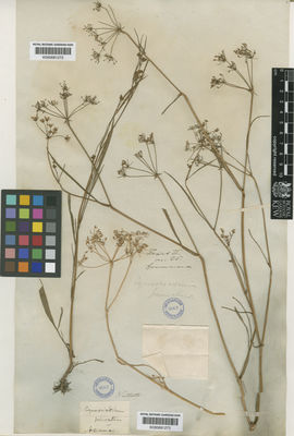 Kew Gardens K000681273:  Nuttall, T. [s.n.] United States