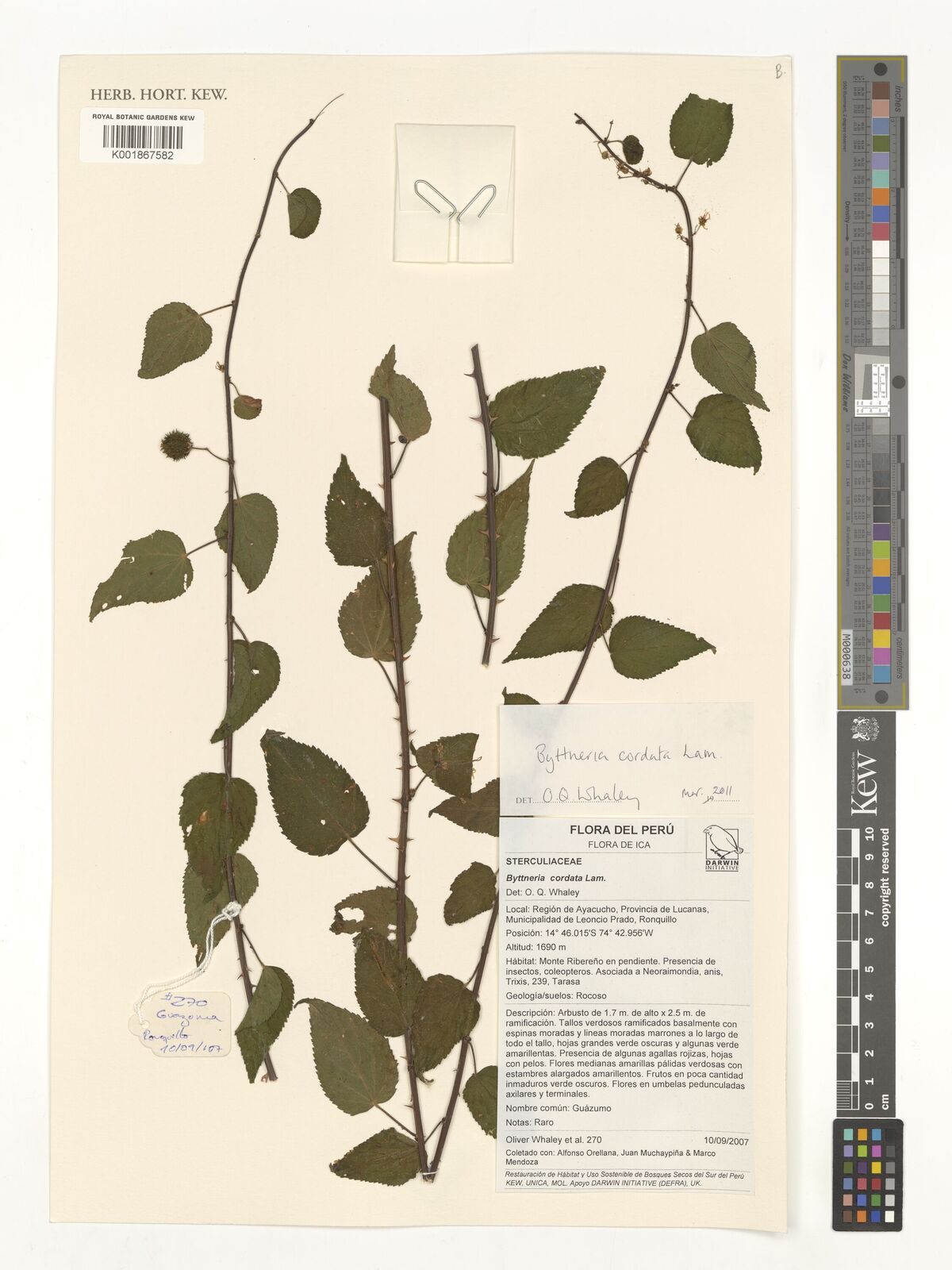 Byttneria aculeata