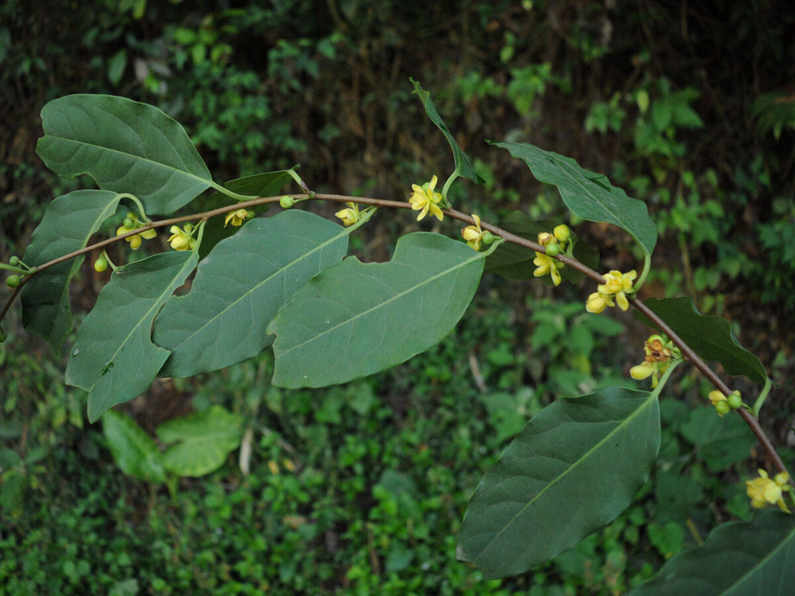 Schisandra Plena A.C.Sm. | Plants Of The World Online | Kew Science