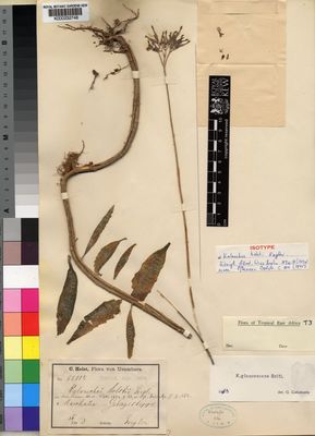 Kew Gardens K000232746:  Holst, C. [8811a] Tanzania