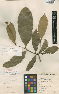 Kew Gardens K000671350:  Maidin [4298] Borneo