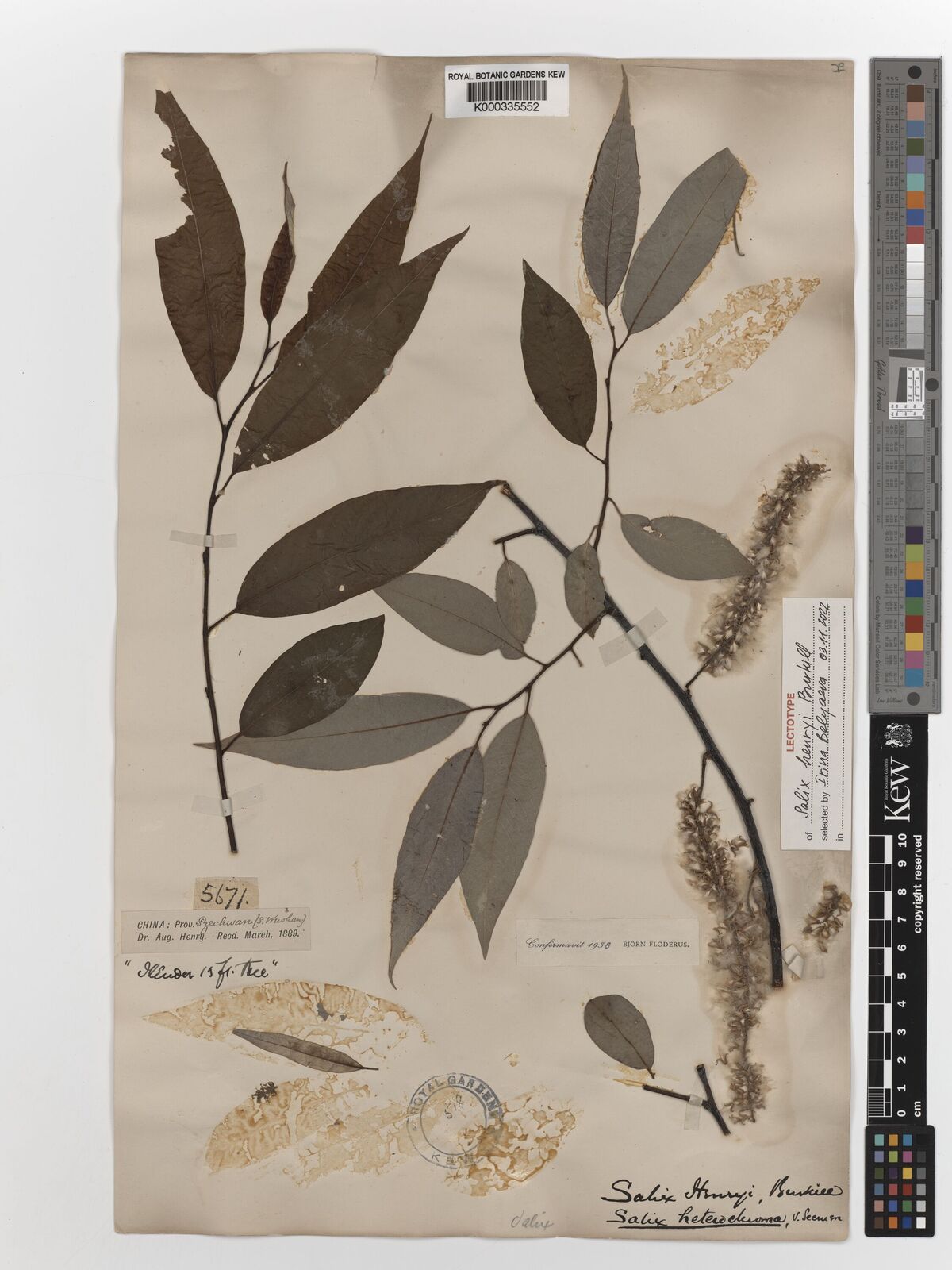 Kew Gardens K000335552:  Henry, A. [5671] China