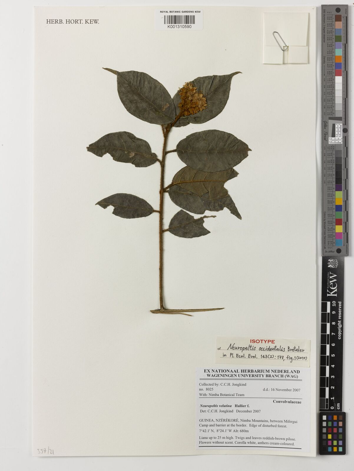 Kew Gardens K001310590:  Jongkind, C.C.H. [8025] Guinea