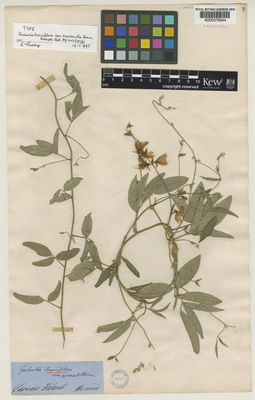 Kew Gardens K000279344:  Henne [s.n.] Australia