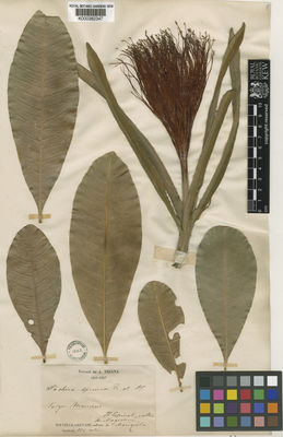 Kew Gardens K000382347:  Triana, J. [s.n.] Colombia