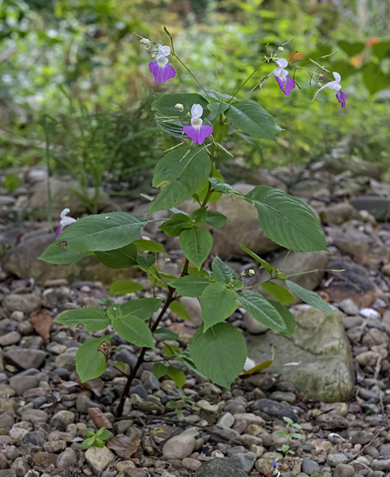 © copyright of the Board of Trustees of the Royal Botanic Gardens, Kew.