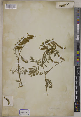 Kew Gardens K001121560:  s.coll. [Cat. no. 5645]