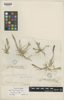 Kew Gardens K000674268:  Schimper, W. [792]