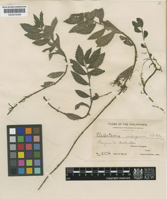 Kew Gardens K000575268:  Merrill, E.D. [4378] Philippines