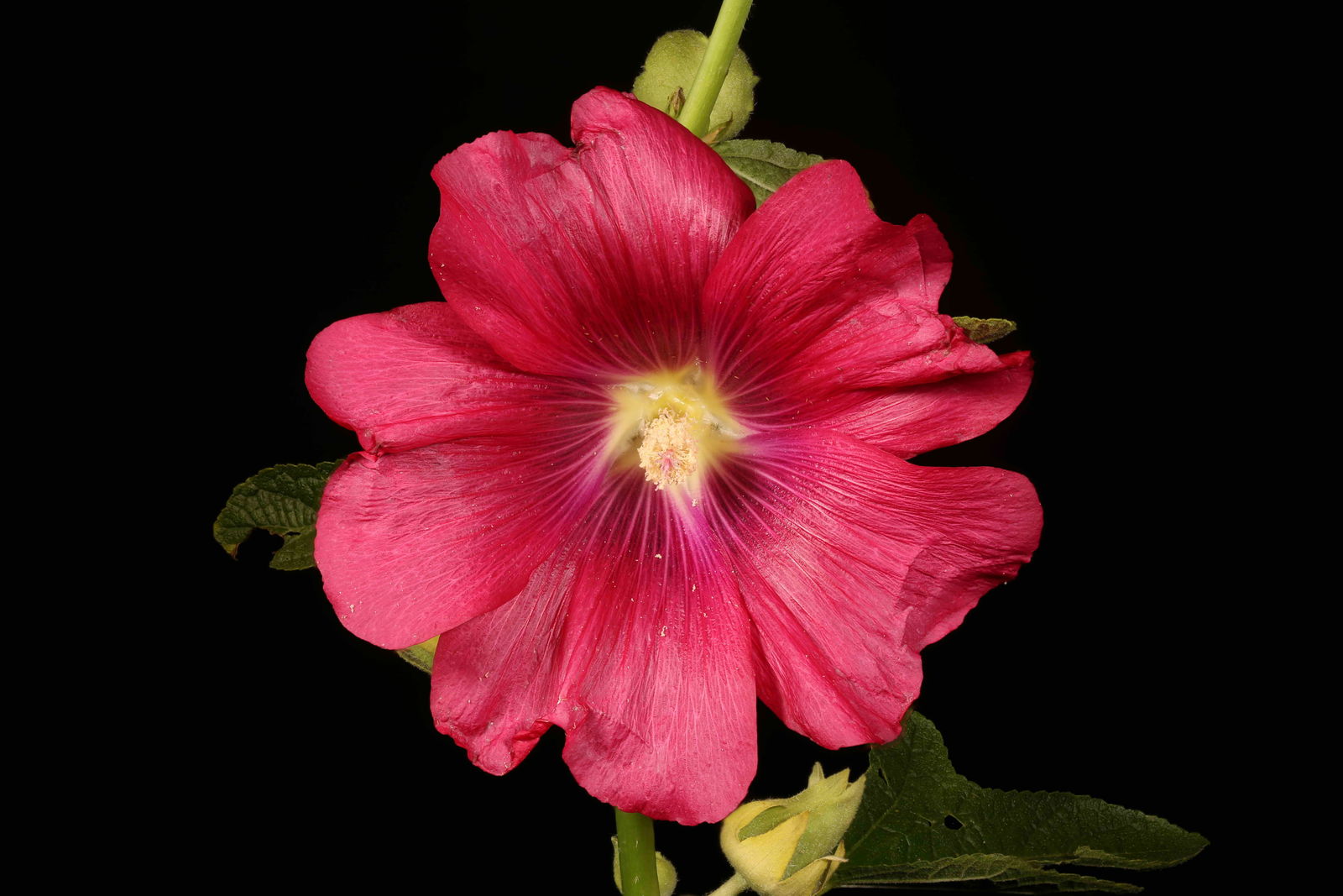 Observation: Alcea rosea L. (plant gal Jul 4, 2023) World flora