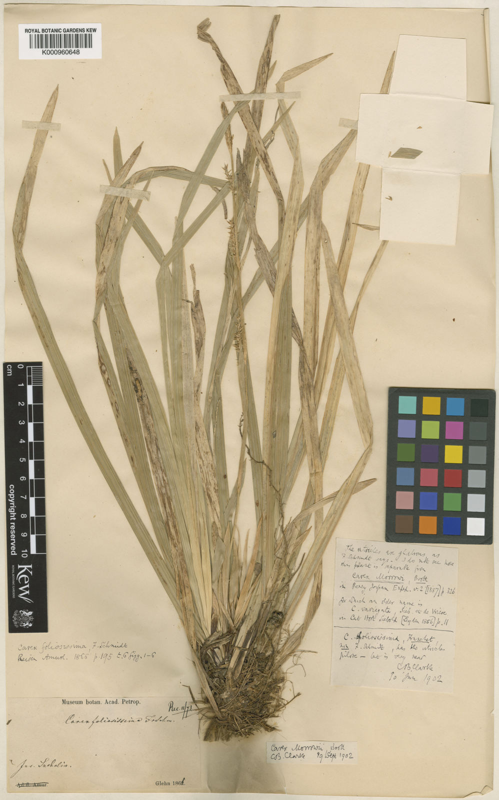 Carex Morrowii Boott Plants Of The World Online Kew Science