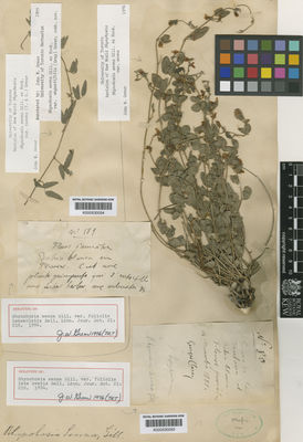 Kew Gardens K000530054:  s.coll. [189] Argentina