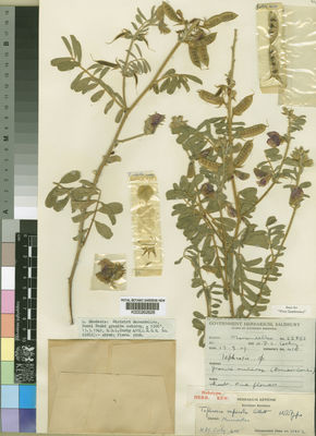 Kew Gardens K000262826:  Corby, H.D.L. [410] Zimbabwe