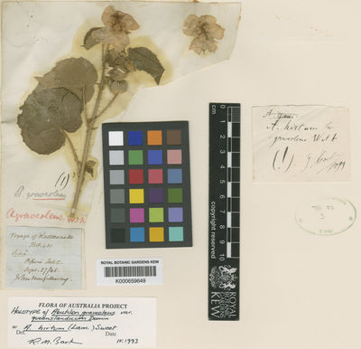 Kew Gardens K000659649:  MacGillivray, J. [s.n.] Australia