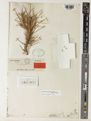 Kew Gardens K001044045:  Bunge, A.A., von [s.n.] Iran