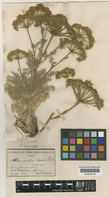 Kew Gardens K000695780:  Guicciardi, J. [s.n.] Greece