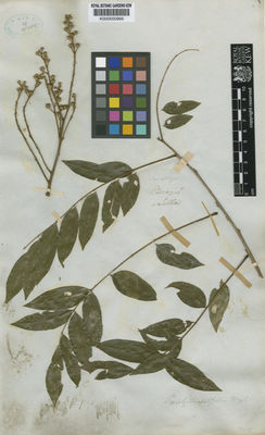 Kew Gardens K000500966:  Sellow [s.n.] Brazil