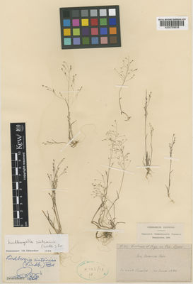 Kew Gardens K000789838:  Sintenis, P.E.E.; Rigo, G. [881] Cyprus