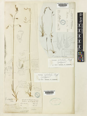 Kew Gardens K000032141:  Strachey, R; Winterbottom, J.E. [1]