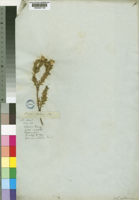 Kew Gardens K000307166:  Drege [s.n.] South Africa