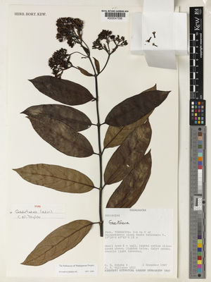 Kew Gardens K000047338:  Schatz, G.E.; Villiers, J.F. [1811] Madagascar