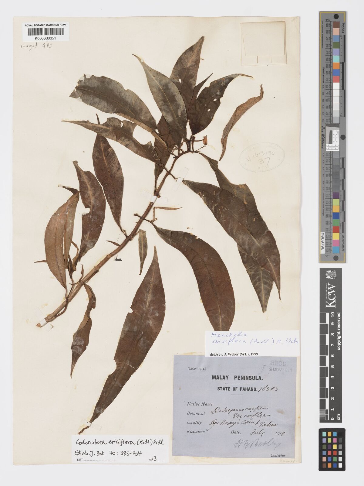Kew Gardens K000630351:  Ridley, H.N. [16283] Malaysia