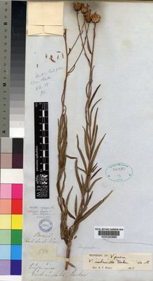 Kew Gardens K000250685:  s.coll. [584] Brazil