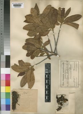 Kew Gardens K000426451:  Schweinfurth, G.; Riva, D. [1041] Ethiopia