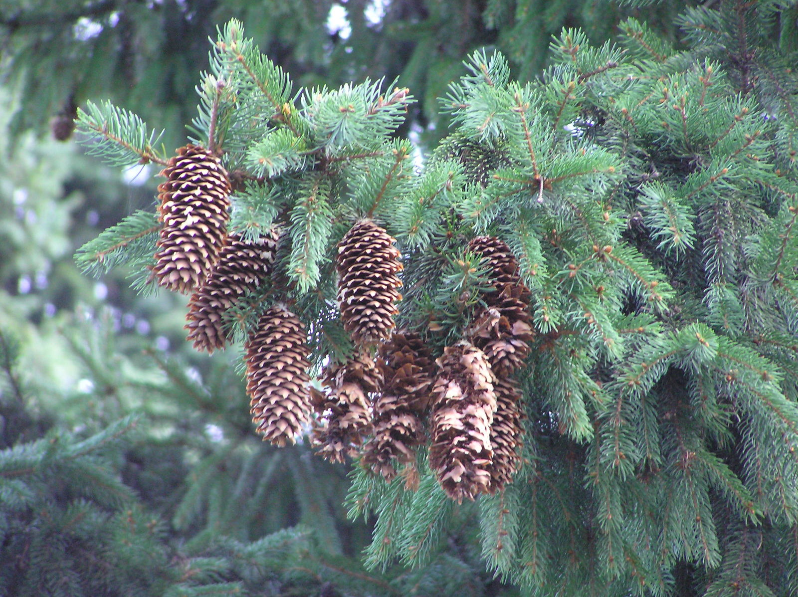 Picea abies var. abies   Plants of the World Online   Kew Science