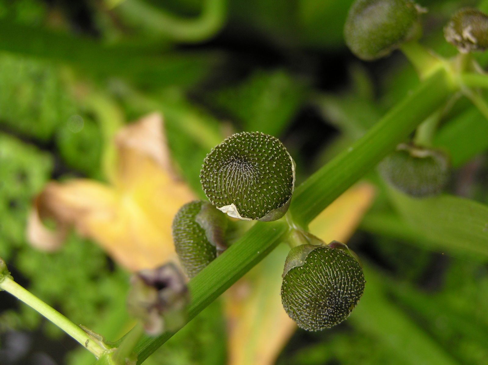 Sagittaria sagittifolia L. | Plants of the World Online | Kew Science