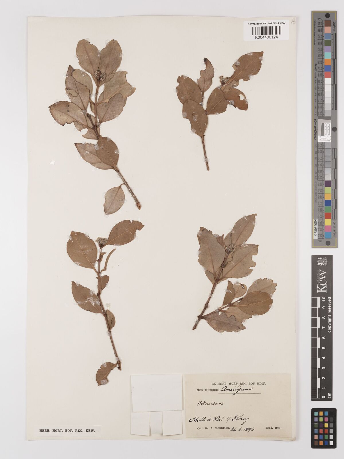 Metrosideros collina (J.R.Forst. & G.Forst.) A.Gray | Plants of the ...